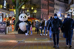 Spooky the Christmas panda