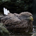Seltsamer Wasservogel ;-) (Wilhelma)
