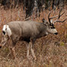 Mule Deer buck