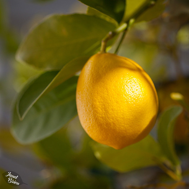 Pictures for Pam, Day 69: Lovely Light on Lemon