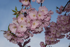 BELFORT: Fleurs de cerisiers ( Prunus serrulata ). 01