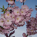 BELFORT: Fleurs de cerisiers ( Prunus serrulata ). 01