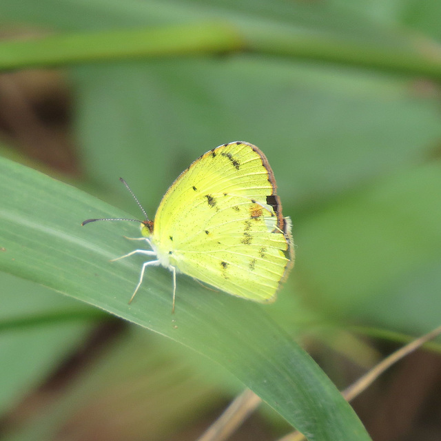 Little yellow butterfly (that's really its name)