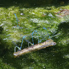 Common Blue Damselflies