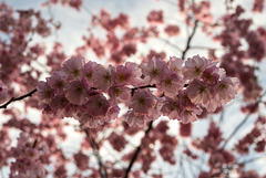 BELFORT: Fleurs de cerisiers ( Prunus serrulata ). 02