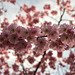 BELFORT: Fleurs de cerisiers ( Prunus serrulata ). 02