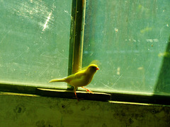 The Little Birdhouse at Byker City Farm