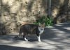 Tuscan Cat at San Gimignano