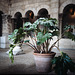 Potted Plant (1)