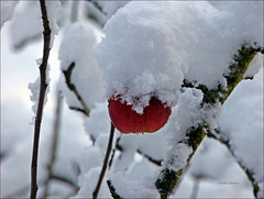 Apfel im Schnee