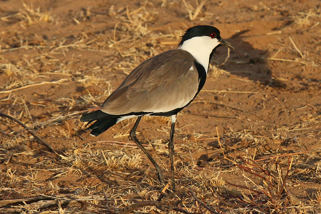 Spur-winged lapwing (Explored)