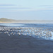 seagulls at Waratah Bay