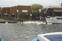 oaw - a few swans