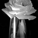 The Rose in Black and White