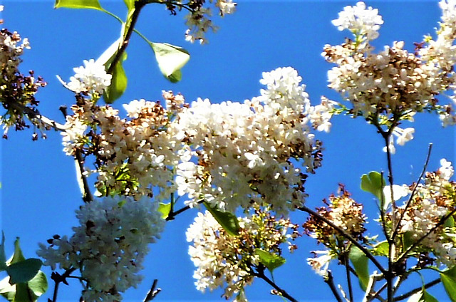 The white lilac has been damaged