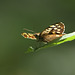 Speckled Wood (Pararge aegeria) butterfly