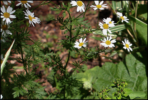 Tanacetum corymbosum 2 Tanacetum corymbosum 2