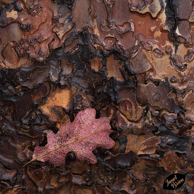 Pictures for Pam, Day 48: Oak Leaf Stuck on Ponderosa Pine Bark