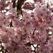 BELFORT: Fleurs de cerisiers ( Prunus serrulata ). 03