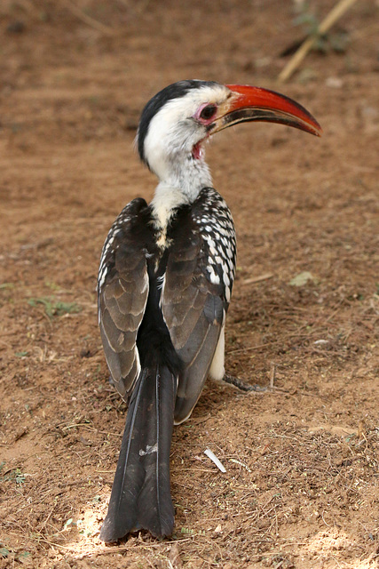 Red-billed hornbill (Explored)