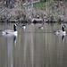 Canada geese and hooded mergansers