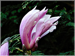 Au jardin : la fleur de Magnolia
