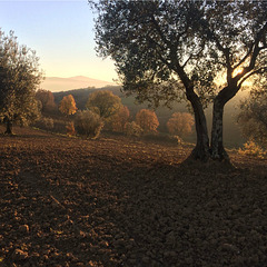 Autumn in the olive grove.