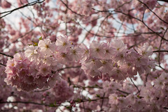 BELFORT: Fleurs de cerisiers ( Prunus serrulata ). 04