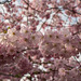 BELFORT: Fleurs de cerisiers ( Prunus serrulata ). 04
