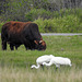 Day 2, cattle & Whooping Cranes