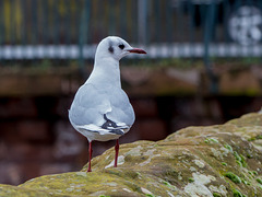 Seagull at Chester