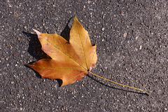 Fall Leaf 2020