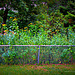 Yellow Flowers And Fence