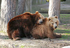 Braunbären (3):  "Mit dir kuschel ich am liebsten"