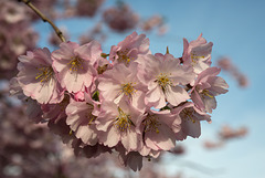 BELFORT: Fleurs de cerisiers ( Prunus serrulata ). 05