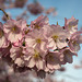 BELFORT: Fleurs de cerisiers ( Prunus serrulata ). 05
