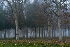 Nebbia al Parco ippodromo Cesena