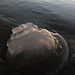 Jellyfish at sundown
