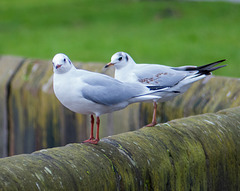 Seagulls on the river bank