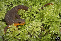 Rough-skinned Newt at Tugman State Park (+6 insets!)