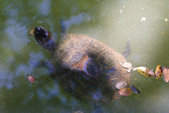 EF7A1881 Turtle