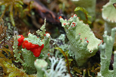 Becherflechte - cup lichens