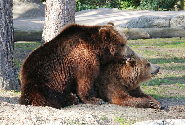 Braunbären (2):  "Ich muss Dir was ins Ohr flüstern"
