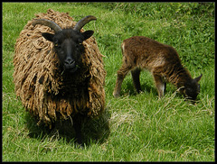 shaggy black sheep