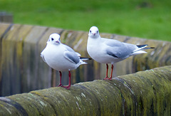 Seagulls, River Dee, Chester