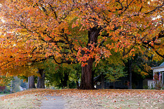 Fall Tree 2015
