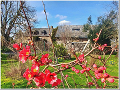 Le cognassier du Japon embellit les jardins au printemps.