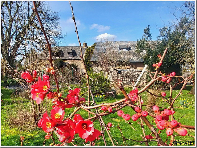 Le cognassier du Japon embellit les jardins au printemps.