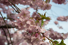 BELFORT: Fleurs de cerisiers ( Prunus serrulata ). 06