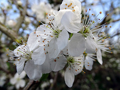 Blackthorn blossom.  Prunus spinosa